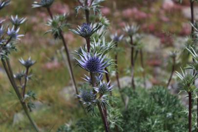 Fotografia da espécie Eryngium bourgatii