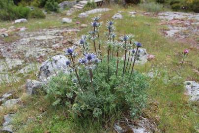 Fotografia da espécie Eryngium bourgatii