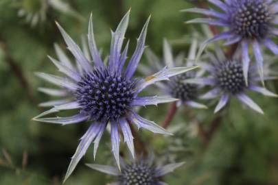 Fotografia da espécie Eryngium bourgatii