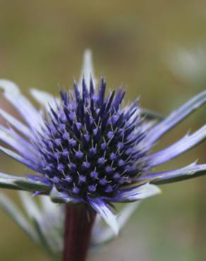 Fotografia 10 da espécie Eryngium bourgatii no Jardim Botânico UTAD