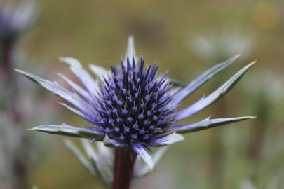 Fotografia da espécie Eryngium bourgatii