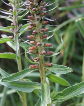 Fotografia 10 da espécie Digitalis parviflora no Jardim Botânico UTAD