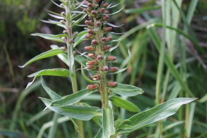 Fotografia da espécie Digitalis parviflora