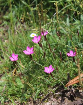 Fotografia 17 da espécie Dianthus deltoides no Jardim Botânico UTAD