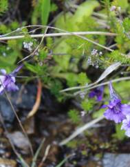 Pinguicula grandiflora