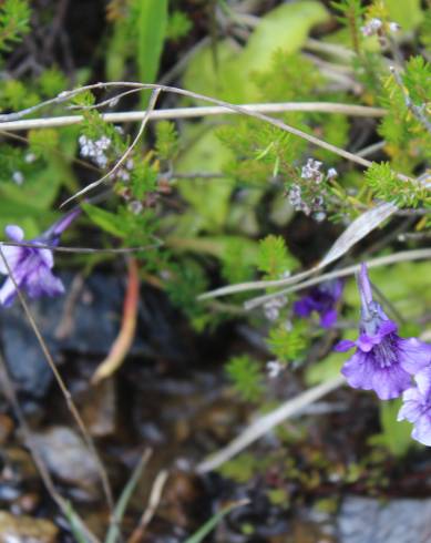 Fotografia de capa Pinguicula grandiflora - do Jardim Botânico