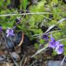 Fotografia 1 da espécie Pinguicula grandiflora do Jardim Botânico UTAD