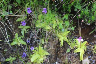 Fotografia da espécie Pinguicula grandiflora