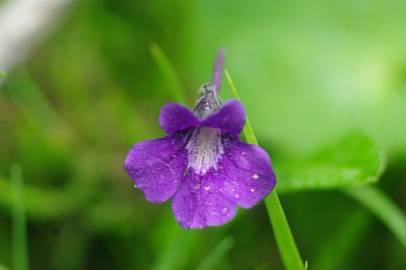 Fotografia da espécie Pinguicula grandiflora