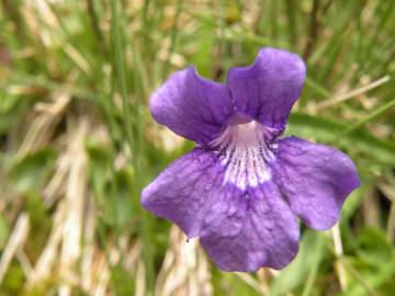 Fotografia da espécie Pinguicula grandiflora