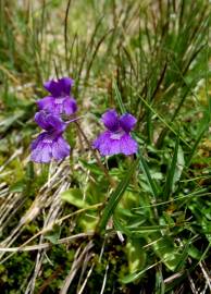 Fotografia da espécie Pinguicula grandiflora