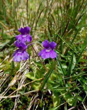 Fotografia 5 da espécie Pinguicula grandiflora no Jardim Botânico UTAD