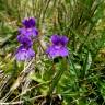 Fotografia 5 da espécie Pinguicula grandiflora do Jardim Botânico UTAD