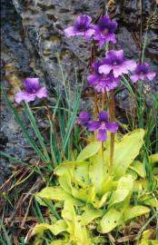 Fotografia da espécie Pinguicula grandiflora