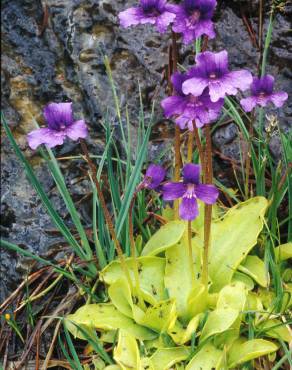 Fotografia 6 da espécie Pinguicula grandiflora no Jardim Botânico UTAD