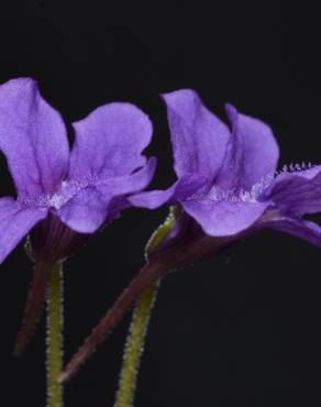 Fotografia 7 da espécie Pinguicula grandiflora no Jardim Botânico UTAD