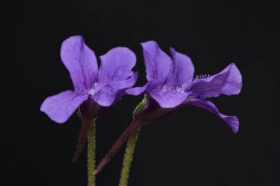 Fotografia da espécie Pinguicula grandiflora