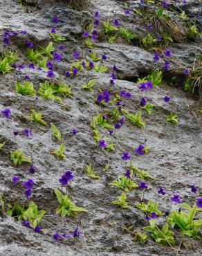 Fotografia 8 da espécie Pinguicula grandiflora no Jardim Botânico UTAD