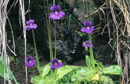 Fotografia da espécie Pinguicula grandiflora