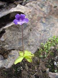 Fotografia da espécie Pinguicula grandiflora