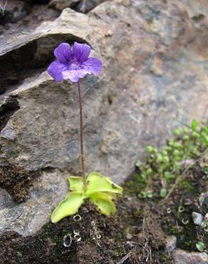 Fotografia 10 da espécie Pinguicula grandiflora no Jardim Botânico UTAD