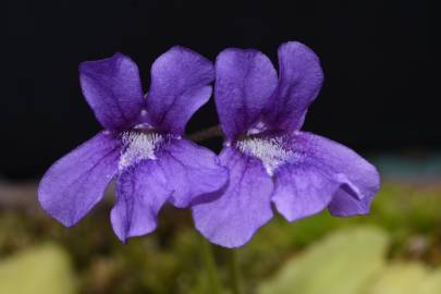 Fotografia da espécie Pinguicula grandiflora