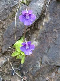 Fotografia da espécie Pinguicula grandiflora