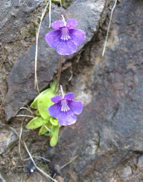 Fotografia 12 da espécie Pinguicula grandiflora no Jardim Botânico UTAD