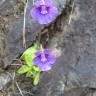 Fotografia 12 da espécie Pinguicula grandiflora do Jardim Botânico UTAD