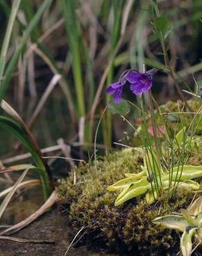 Fotografia 13 da espécie Pinguicula grandiflora no Jardim Botânico UTAD