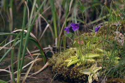 Fotografia da espécie Pinguicula grandiflora