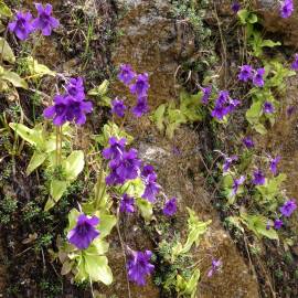Fotografia da espécie Pinguicula grandiflora
