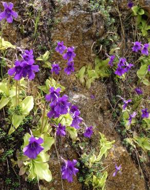 Fotografia 14 da espécie Pinguicula grandiflora no Jardim Botânico UTAD