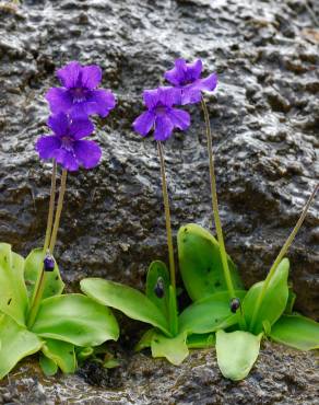 Fotografia 15 da espécie Pinguicula grandiflora no Jardim Botânico UTAD