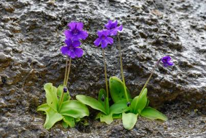 Fotografia da espécie Pinguicula grandiflora