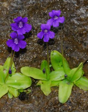 Fotografia 16 da espécie Pinguicula grandiflora no Jardim Botânico UTAD