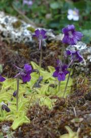 Fotografia da espécie Pinguicula grandiflora