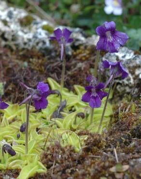 Fotografia 17 da espécie Pinguicula grandiflora no Jardim Botânico UTAD