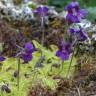 Fotografia 17 da espécie Pinguicula grandiflora do Jardim Botânico UTAD