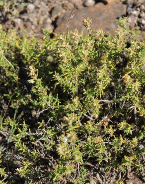 Fotografia 11 da espécie Thymus zygis subesp. zygis no Jardim Botânico UTAD