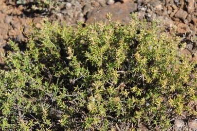 Fotografia da espécie Thymus zygis subesp. zygis