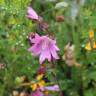 Fotografia 1 da espécie Malva moschata do Jardim Botânico UTAD