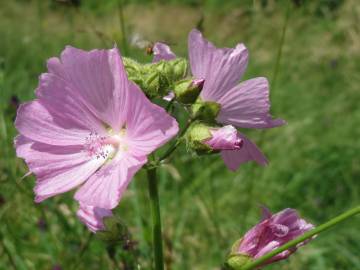 Fotografia da espécie Malva moschata