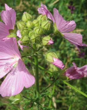 Fotografia 3 da espécie Malva moschata no Jardim Botânico UTAD