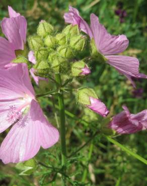 Fotografia 3 da espécie Malva moschata no Jardim Botânico UTAD