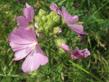 Fotografia da espécie Malva moschata