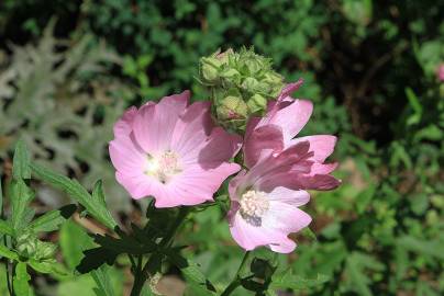 Fotografia da espécie Malva moschata