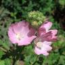 Fotografia 4 da espécie Malva moschata do Jardim Botânico UTAD