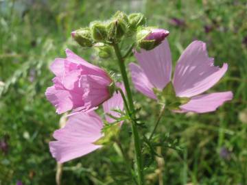 Fotografia da espécie Malva moschata