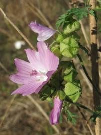 Fotografia da espécie Malva moschata